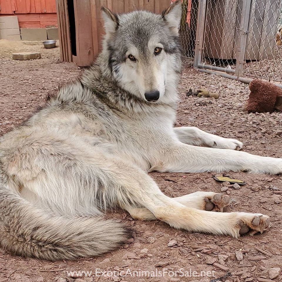 How Much Does A Wolf Puppy Cost / Wolves For Sale (for the purpose of